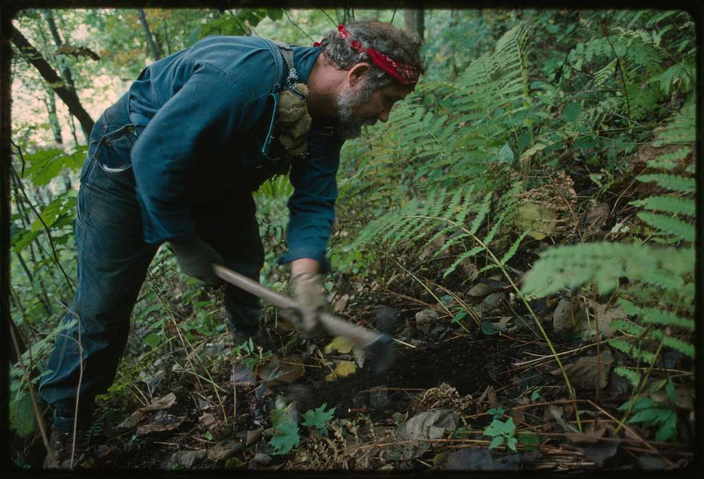Unearthing the Wild: The Art of Foraging Roots for Health and Adventure