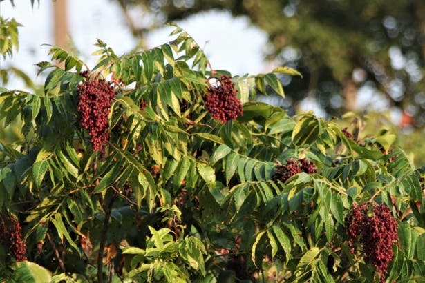 sumac berry tree, sumac berries