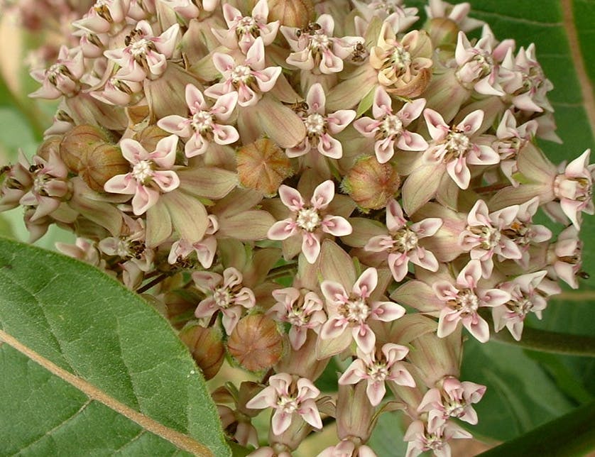Common milkweed tracy
