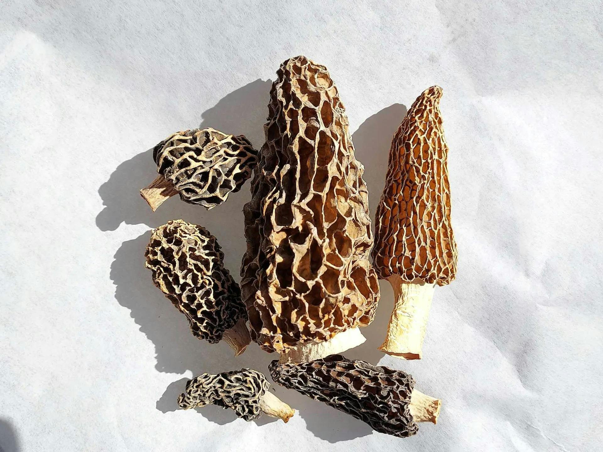 Essential Guide to Morel Mushrooms