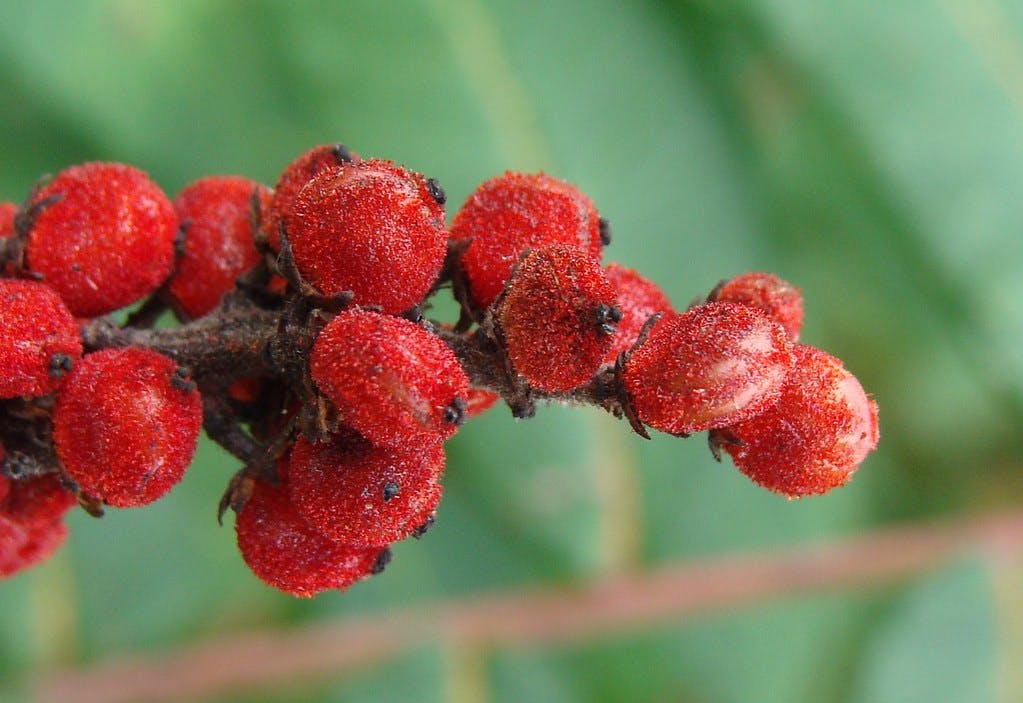 Sumac Berries Benefits: Exploring Their Healthful Advantages
