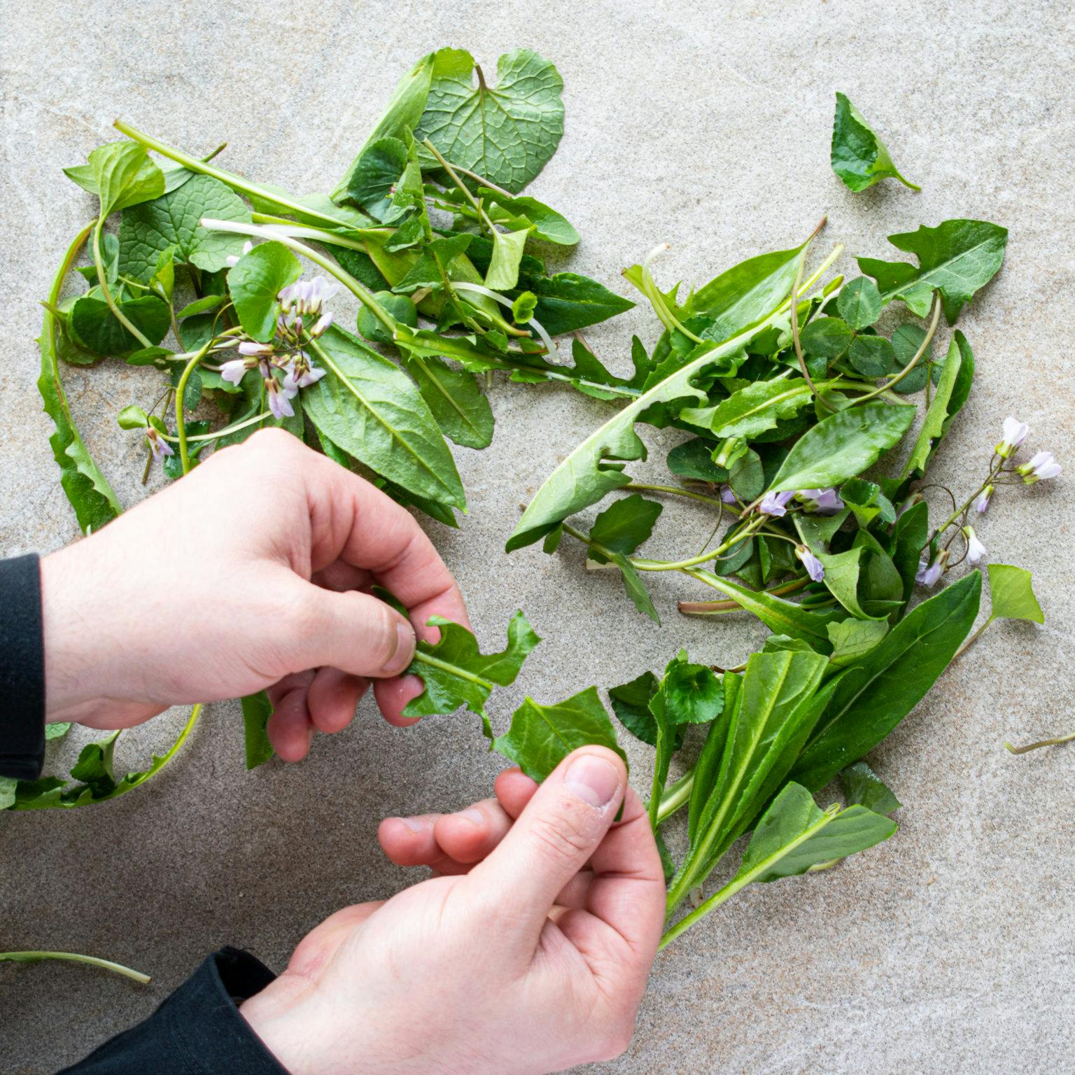 12 Wild Spring Edibles to Forage this Spring