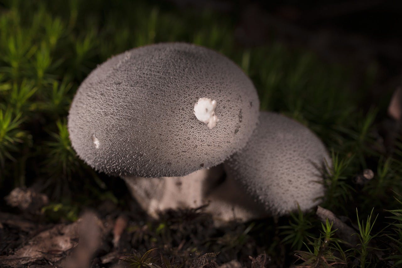 Delicate and Earthy: What Do Puffball Mushrooms Taste Like