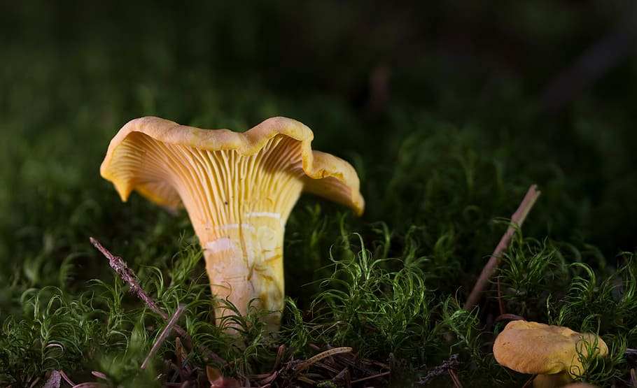 Can You Freeze Golden Chanterelle Mushrooms? A Comprehensive Guide
