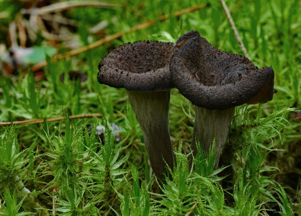 How To Clean Black Trumpet Mushrooms: Tips And Tricks For A Delicious And Safe Meal