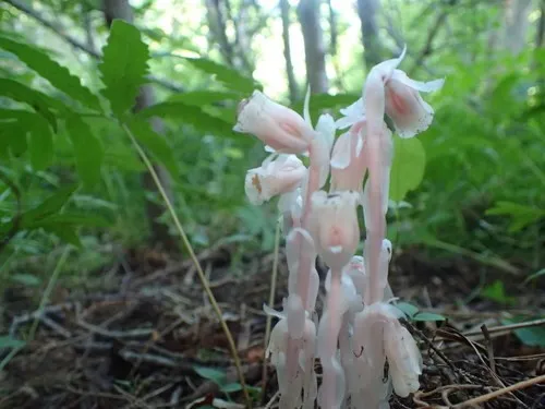 Ghost pipe (Monotropa uniflora) Flower