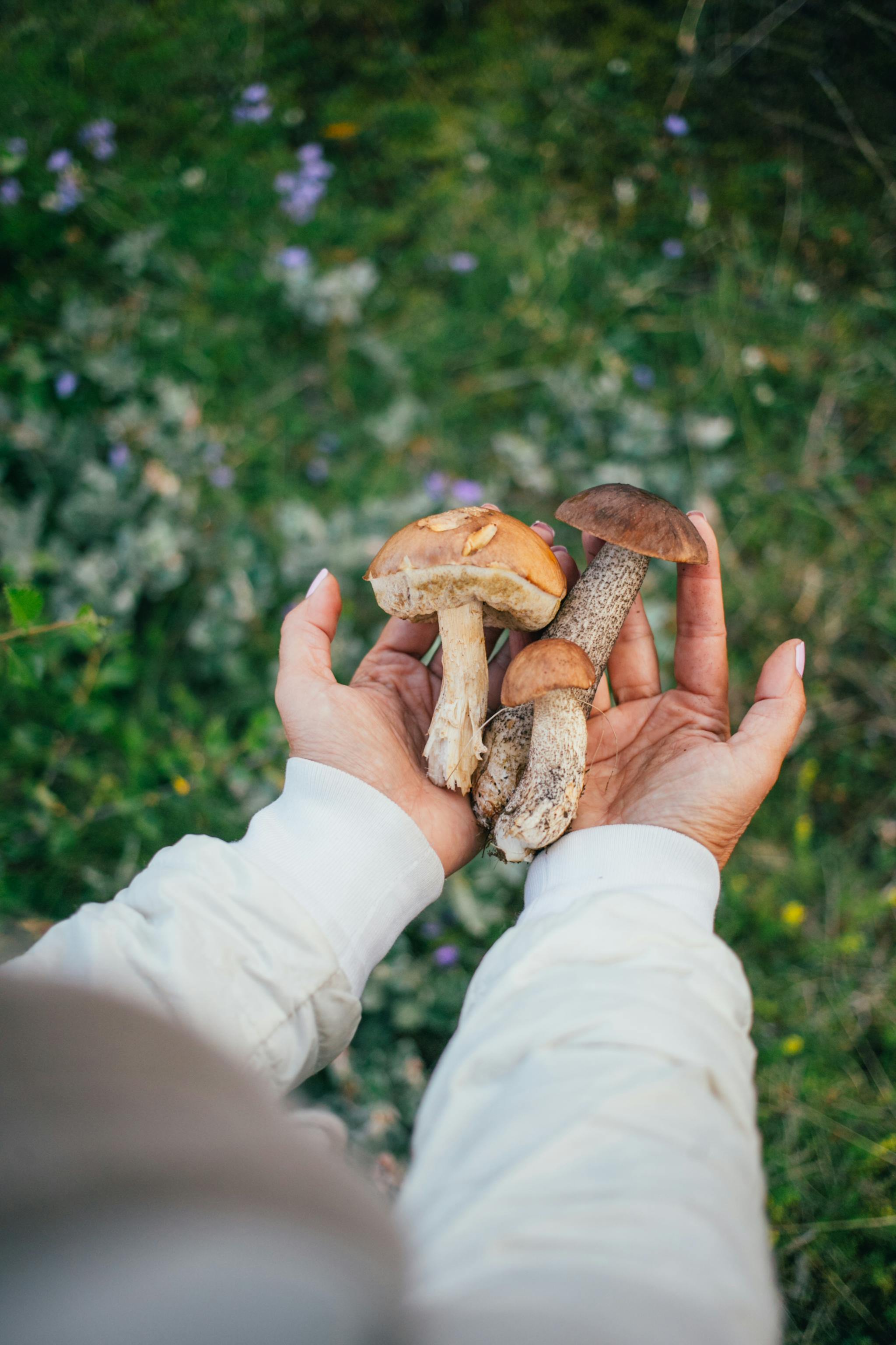 Person holding mushrooms in a grassy spot