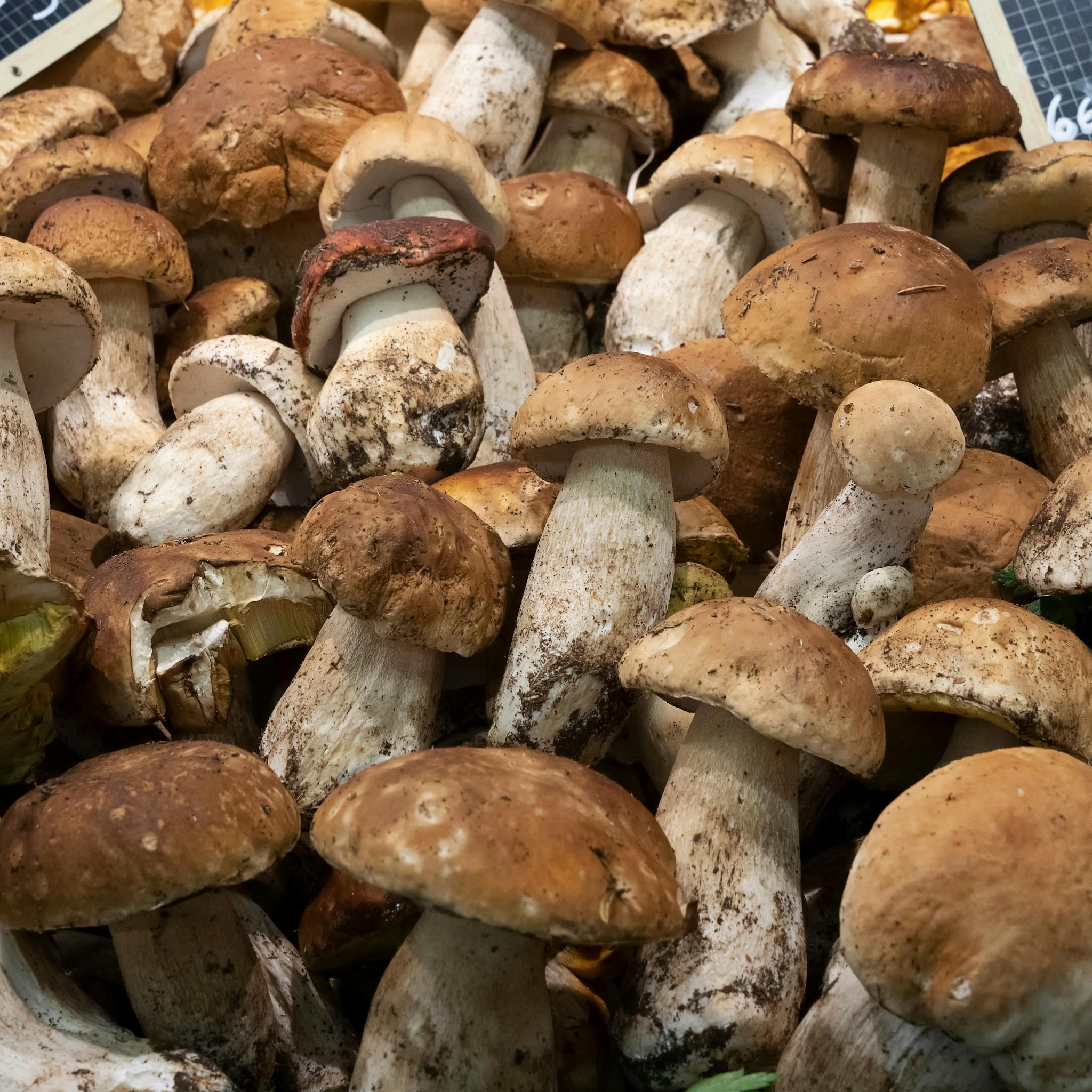 The Perfect Foundation: What Is the Best Medium For Growing Mushrooms Successfully?