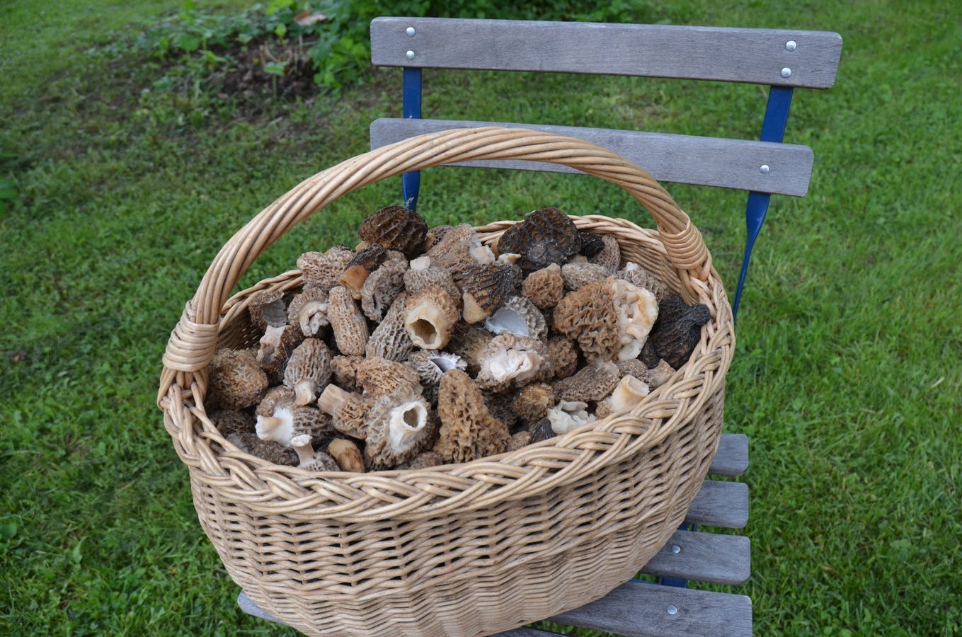 Morel Mushrooms Near Me: Foraging Secrets and Culinary Delights