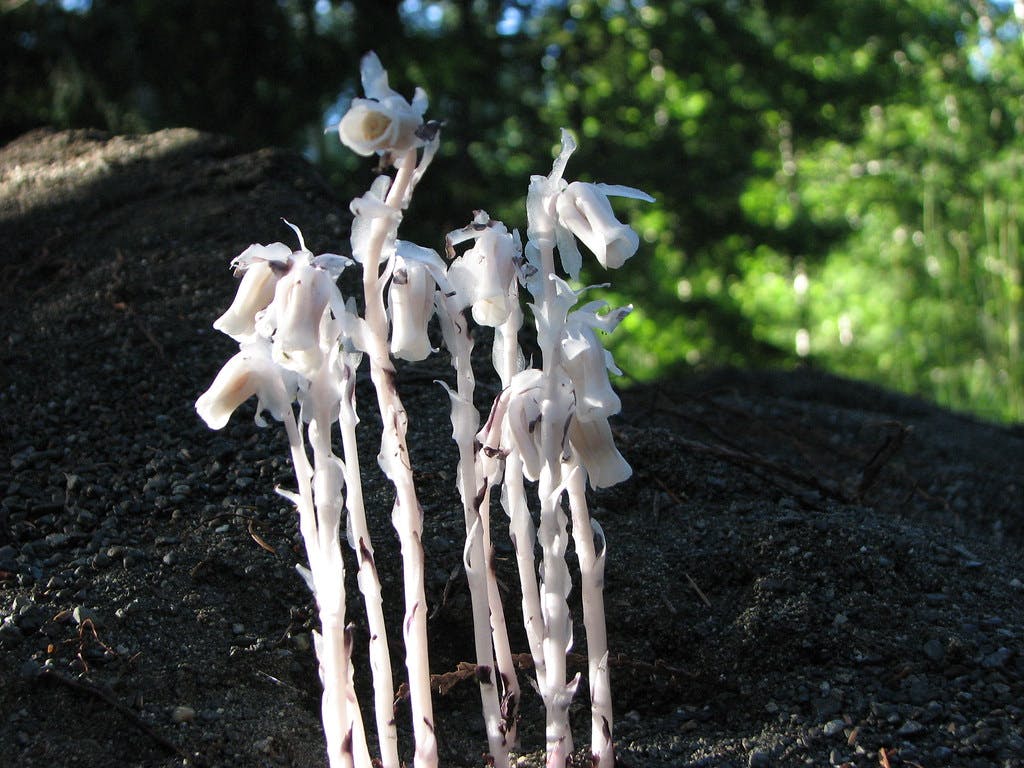 Indian Pipe (Ghost Pipe)