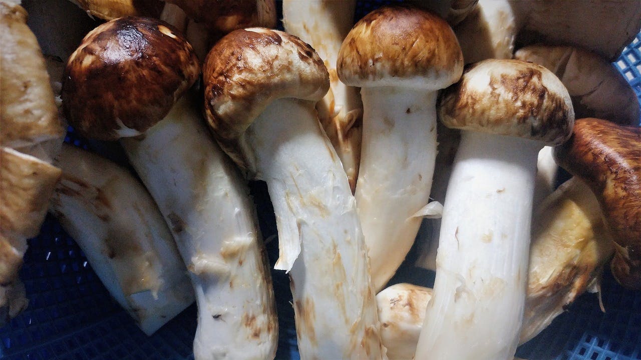 Matsutake Mushroom Identification