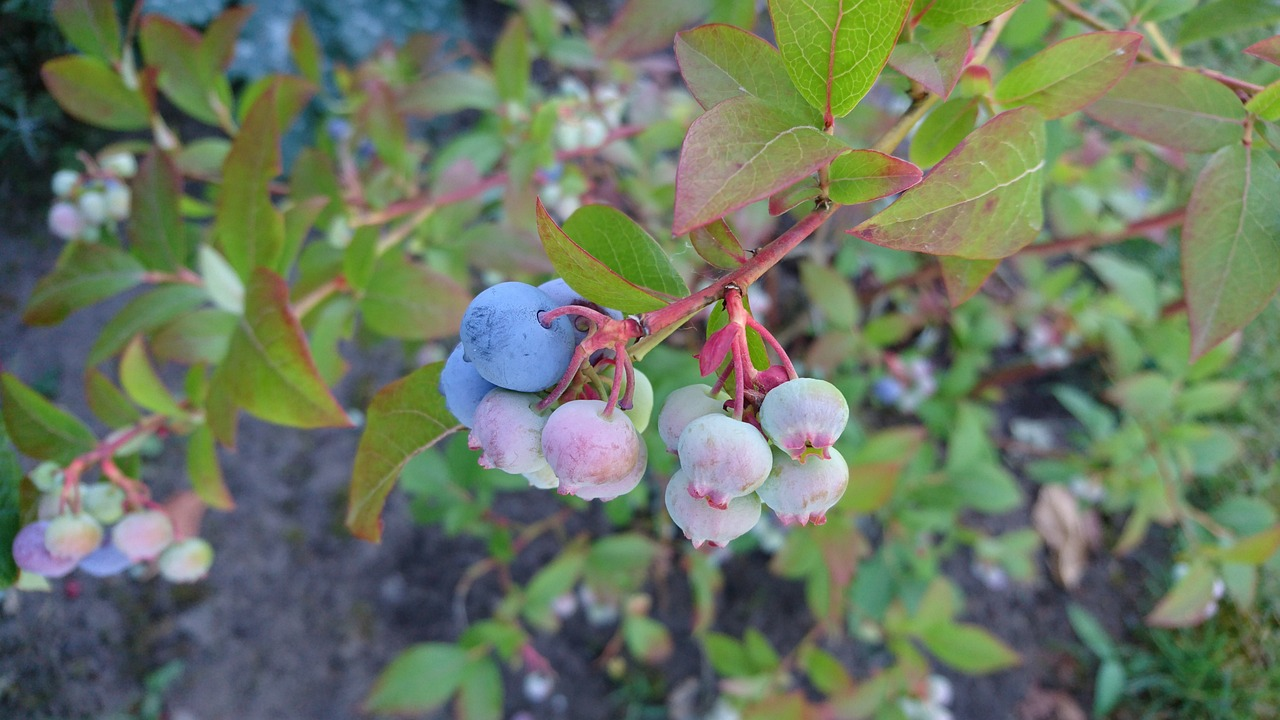 Berry Beyond Compare: What Does a Huckleberry Look Like? 
