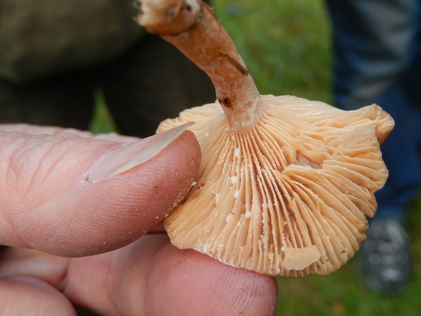Where to Find Milk Cap Mushrooms: Discovering Their Natural Habitat