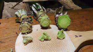 Adding Kick to Your Kitchen: How to Use Fresh Wasabi Root