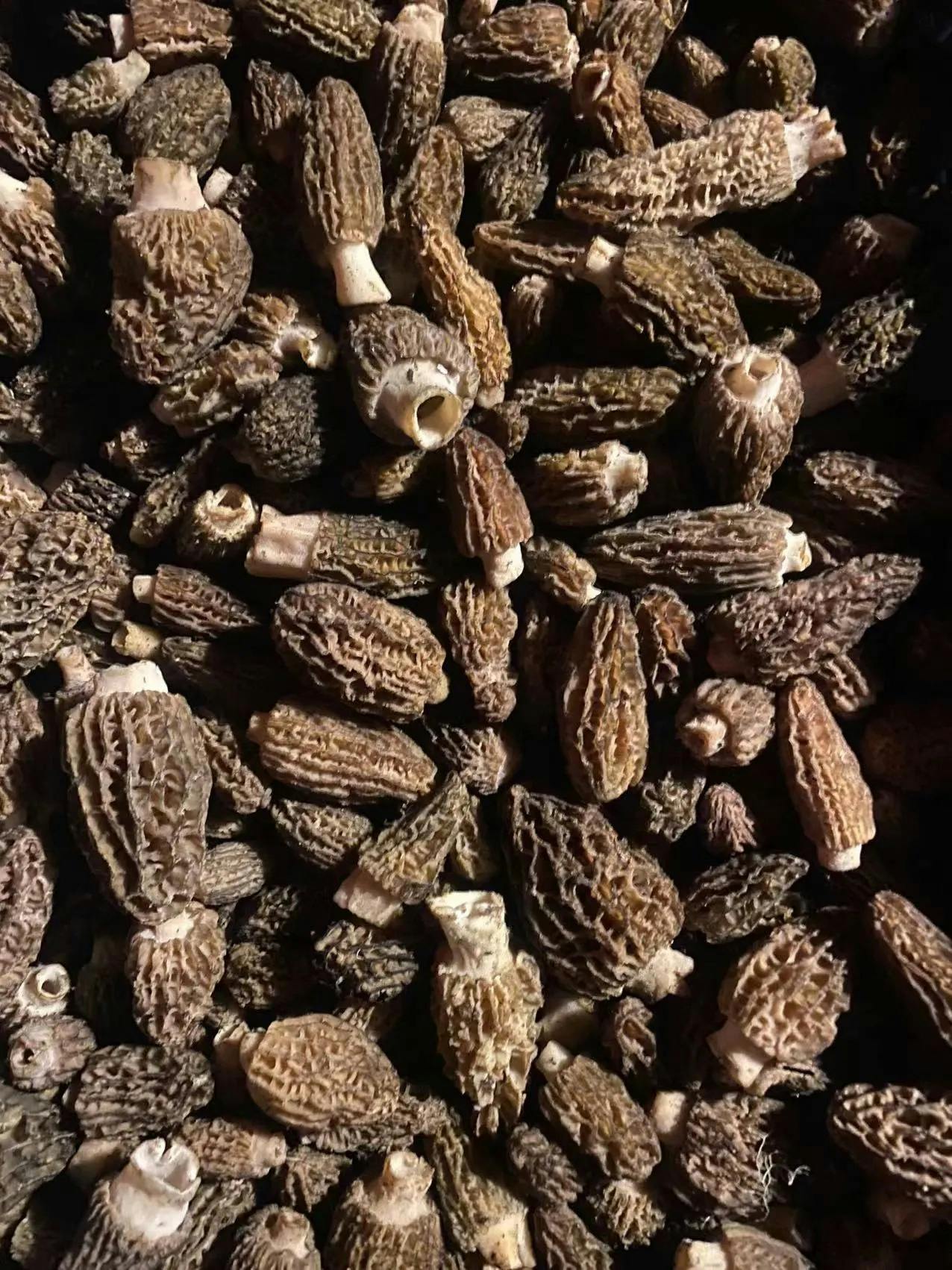 The Art of Cultivating Mysteries: How to Grow Black Morel Mushrooms