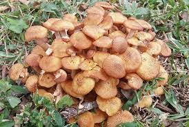 What Are Honey Mushrooms and How to Use Them for Your Culinary Adventures