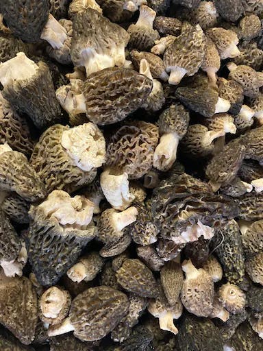 Are Black Morel Mushrooms Edible? The Delicious Truth Unveiled!