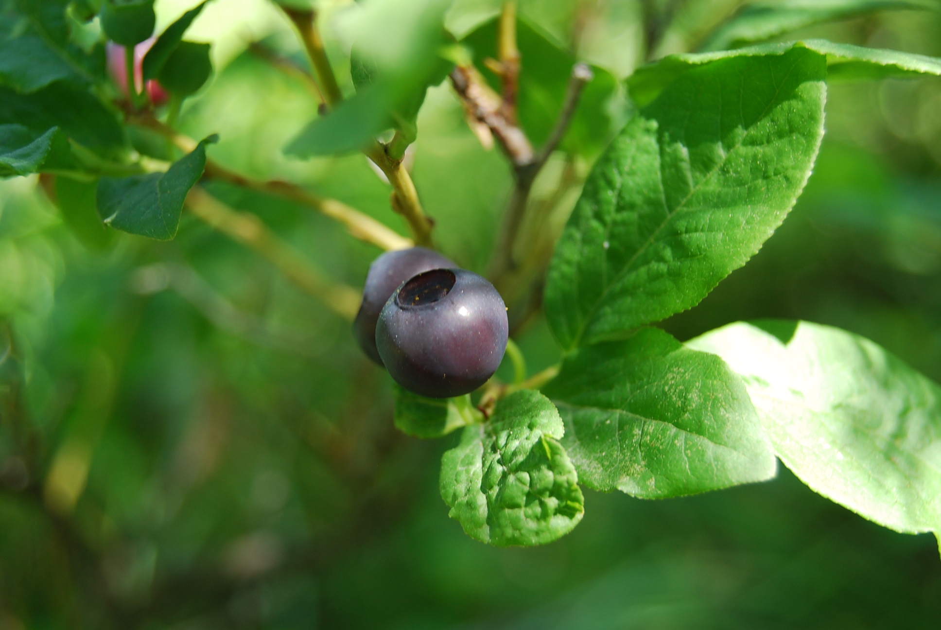 Wild Delights: Are Huckleberries Edible?