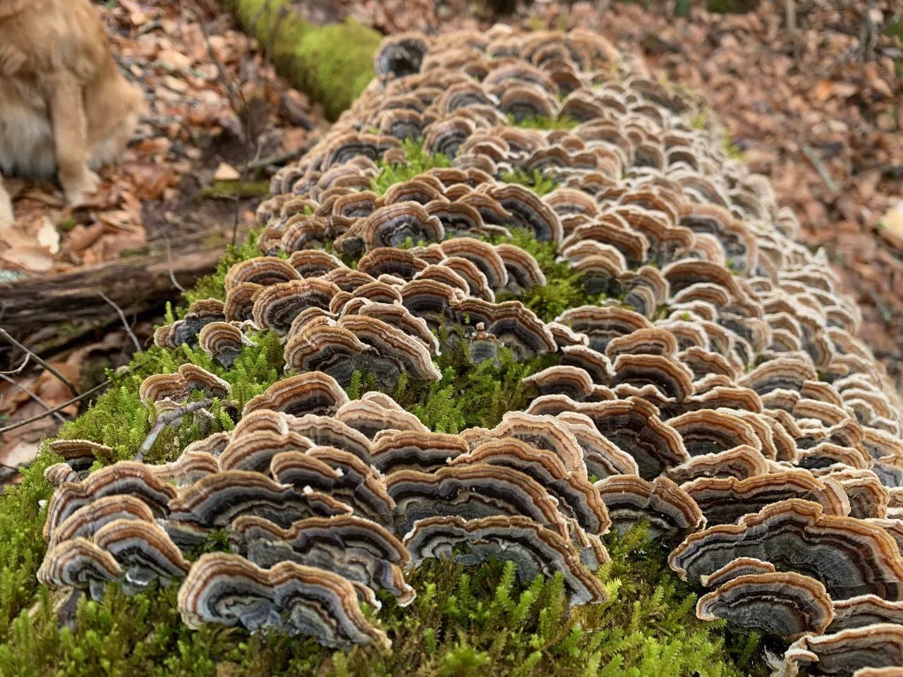 Turkey tail mushrooms growing on a log