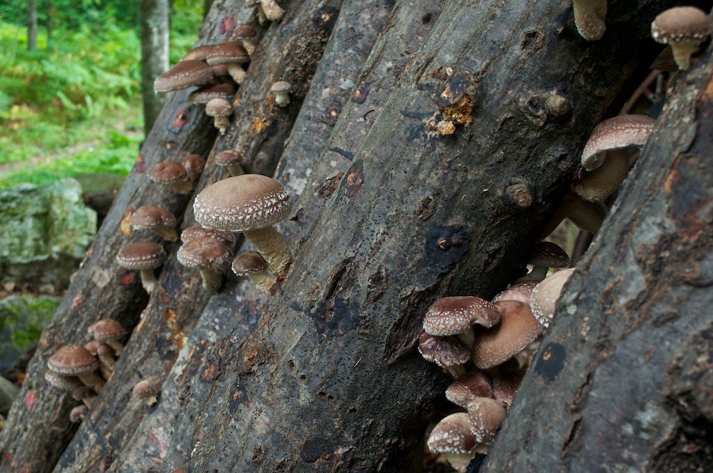 Unlocking the Versatility: What Are Shiitake Mushrooms Used For?