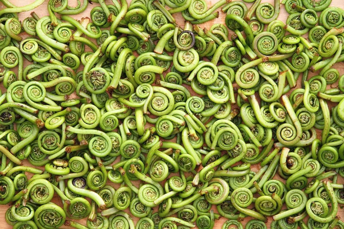 Fiddling Around: How to Identify Fiddleheads in the Wild
