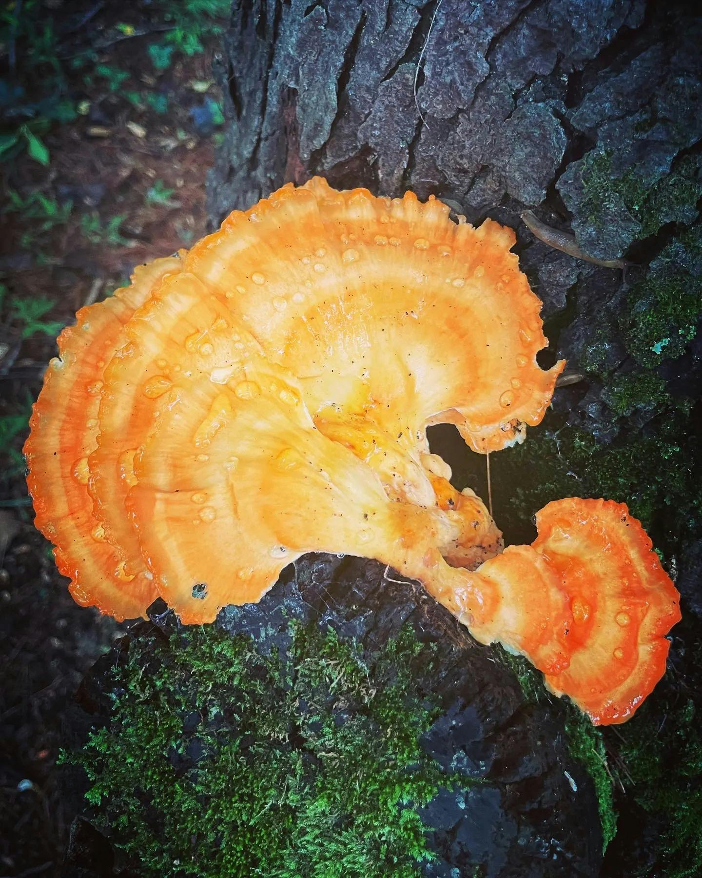 Chicken of the woods growing on a tree