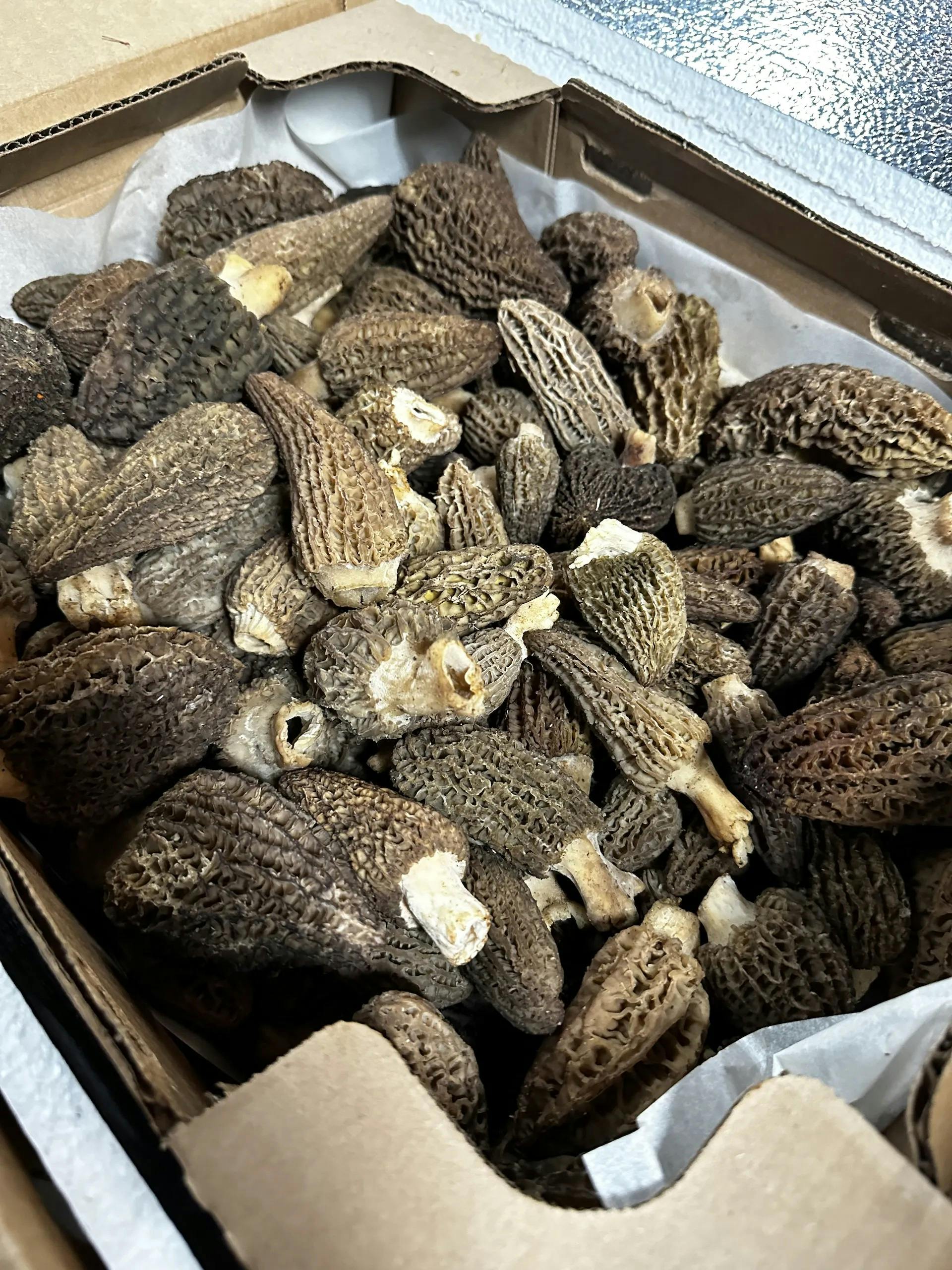 The Fungi Files: Cracking the Code of Dried Morel Mushrooms