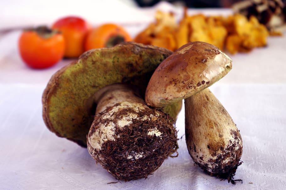 Boost Your Health and Wellness with Porcini Mushrooms: Discover the Health Benefits