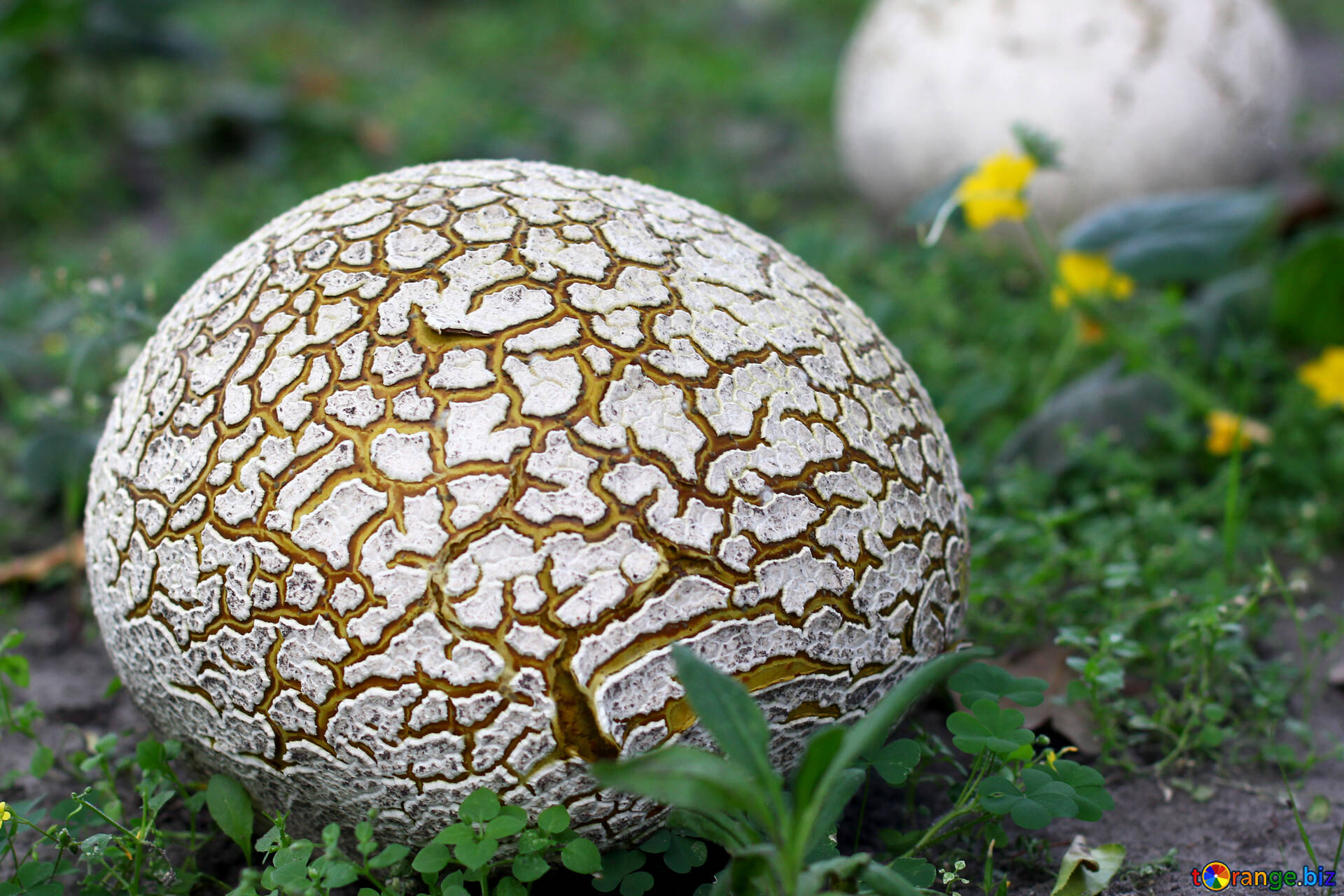 Are Giant Puffball Mushrooms Edible? A Comprehensive Guide