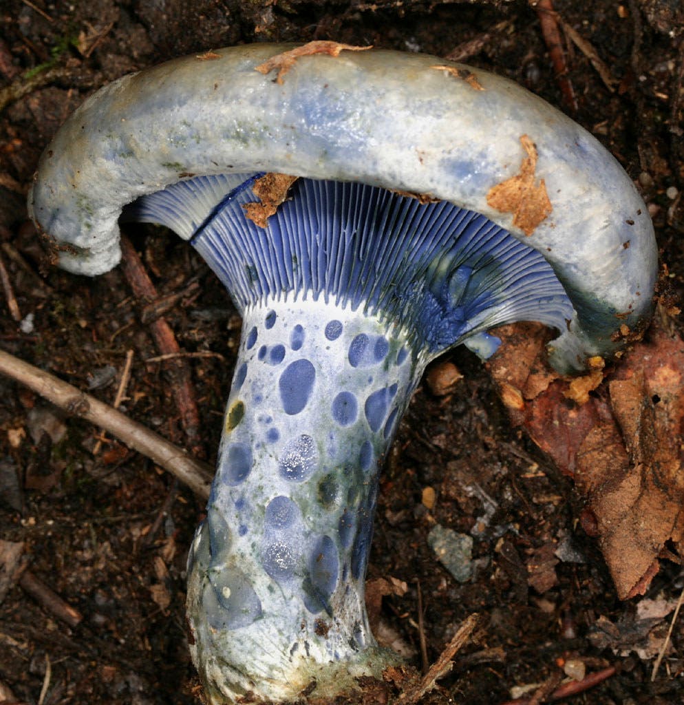 Can You Eat Indigo Milk Cap Mushrooms? Everything You Need to Know