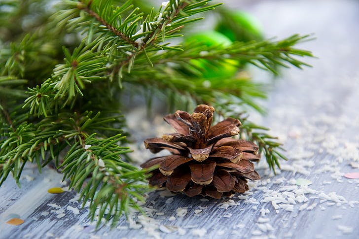 How to Identify Edible Pine Needles for Your Next Forest Feast!