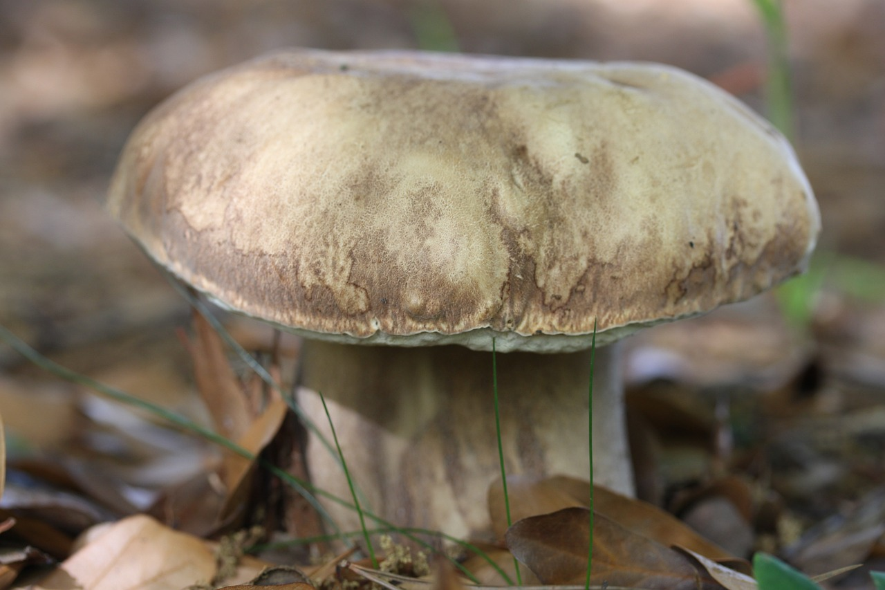 Exploring Wild Mushrooms: What Are Porcini Mushrooms? 