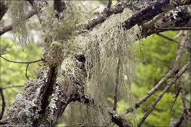 How to Take Usnea Tincture: Proper Usage and Dosage Guidelines