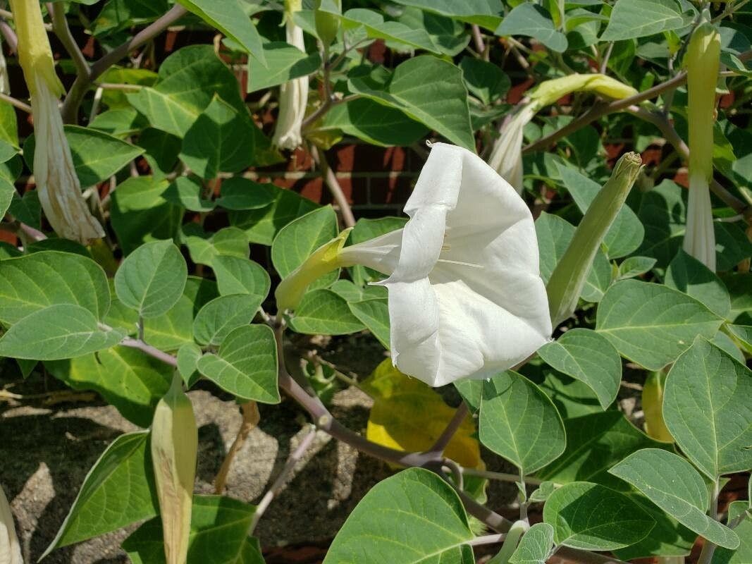Datura inoxia, moonflower plant