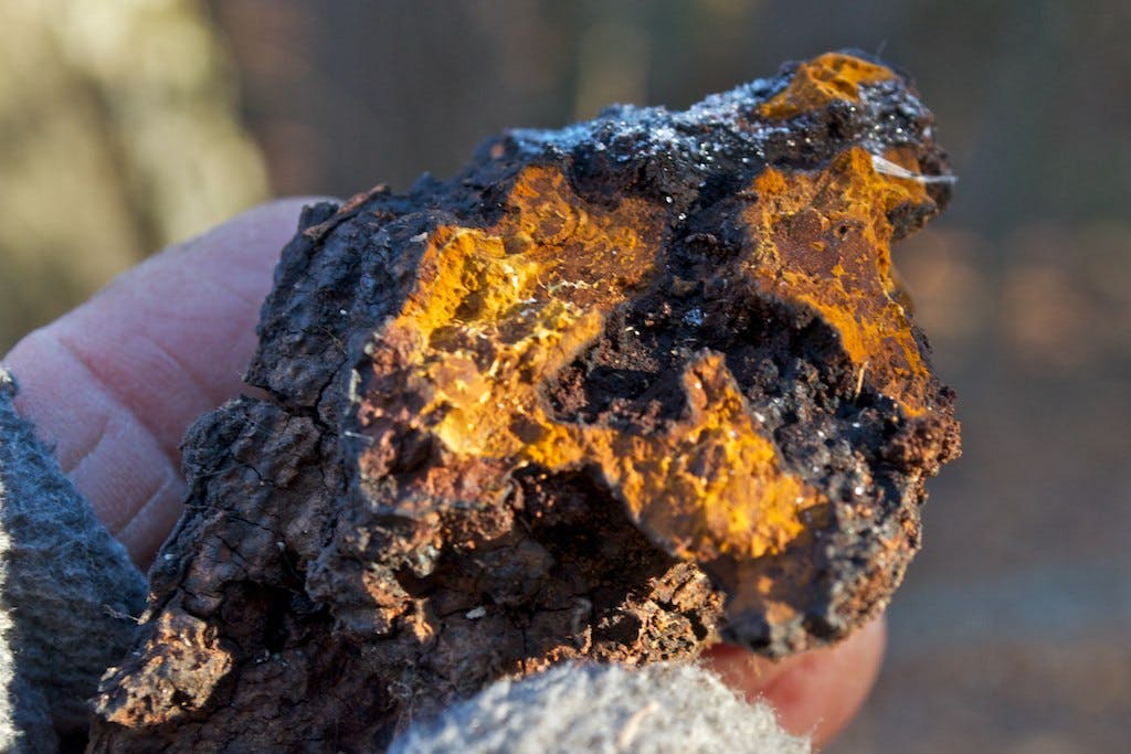 Ultimate Guide to Purchasing: Where Can I Buy Chaga Mushrooms?