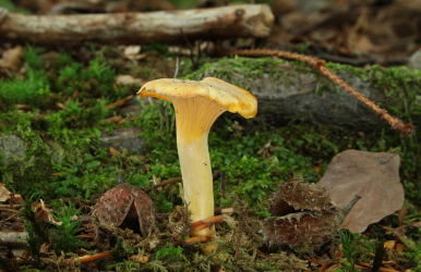  A Comprehensive Tutorial on How to Identify Golden Chanterelle