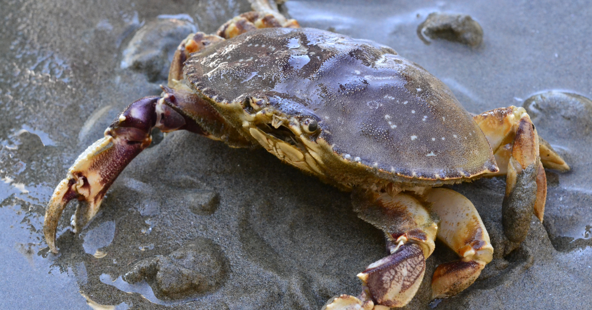 dungeness crab season
