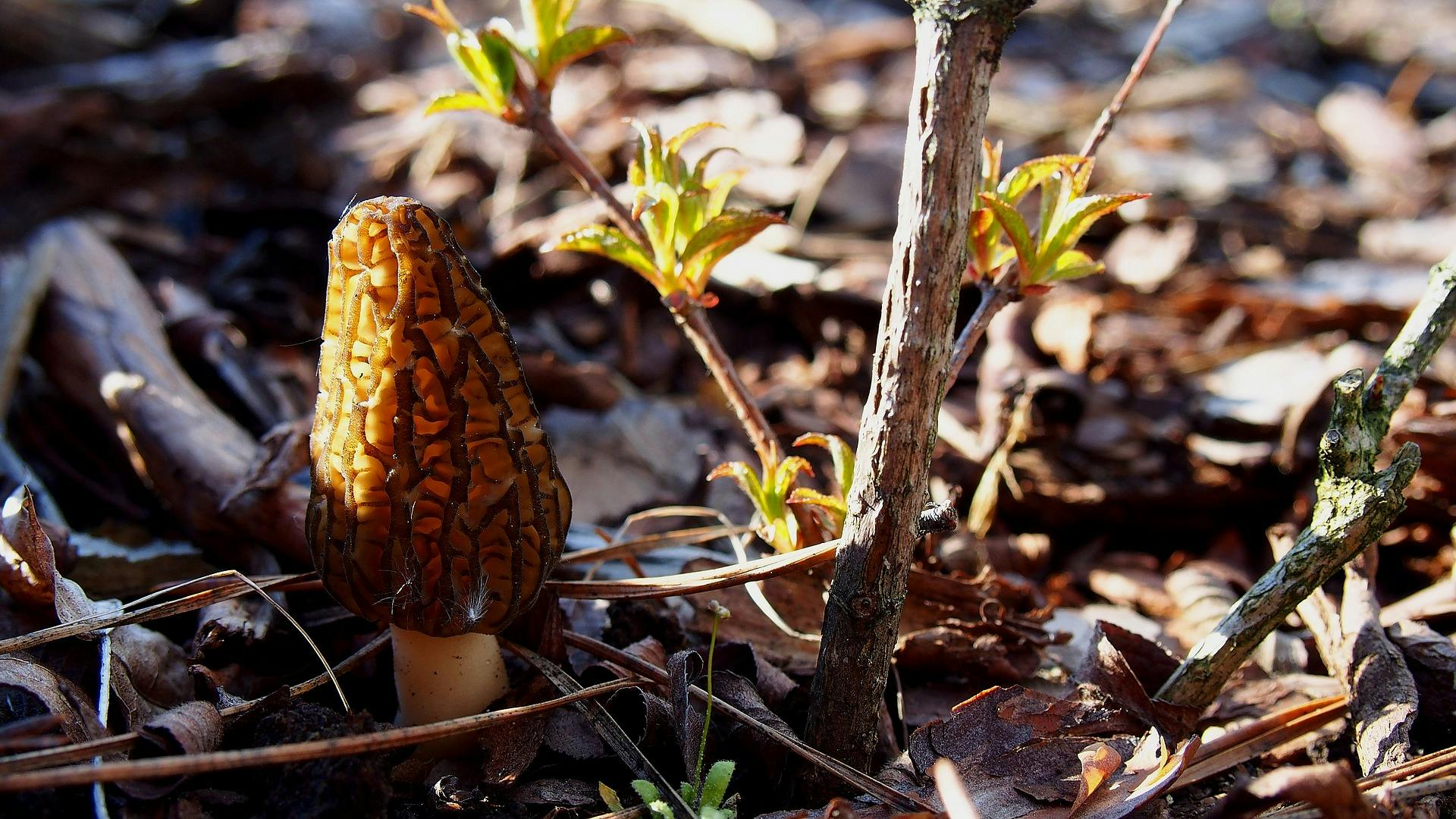 Preserving the Wild Essence: How to Keep Morel Mushrooms Fresh