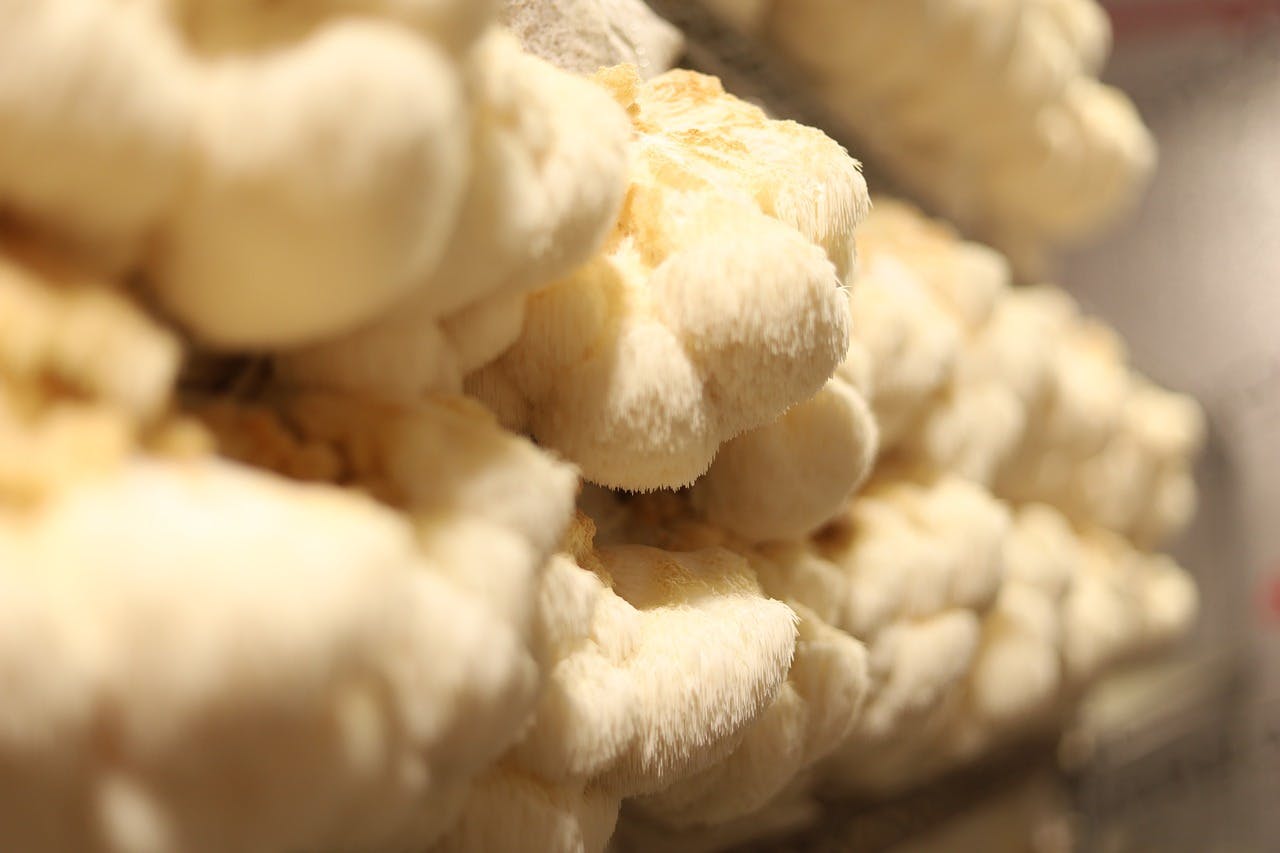 How to Prepare Lion's Mane Mushrooms: A Step-by-Step Guide