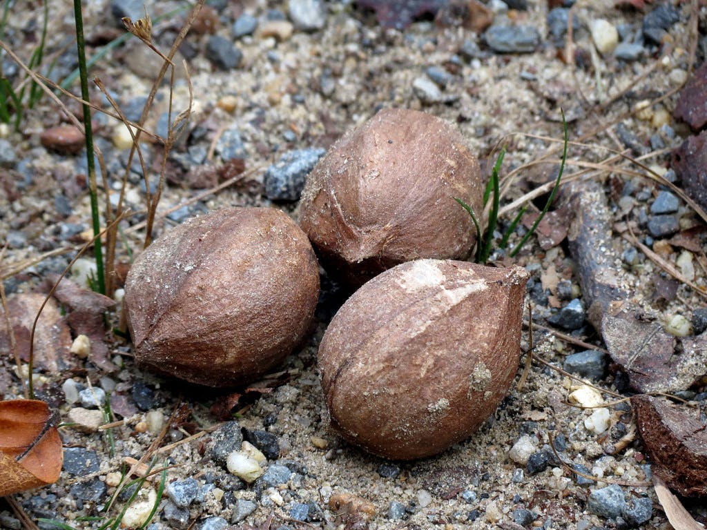 Can You Eat a Hickory Nut? Edibility and Nutritional Value