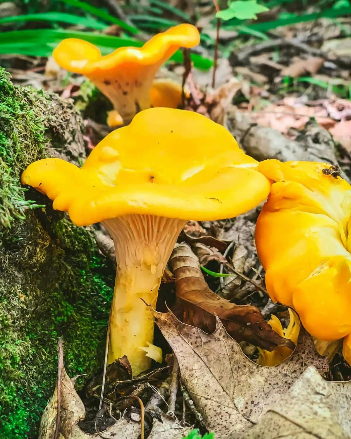   The Gleaming Gold Standard: How to Clean Chanterelle Mushrooms to Perfection