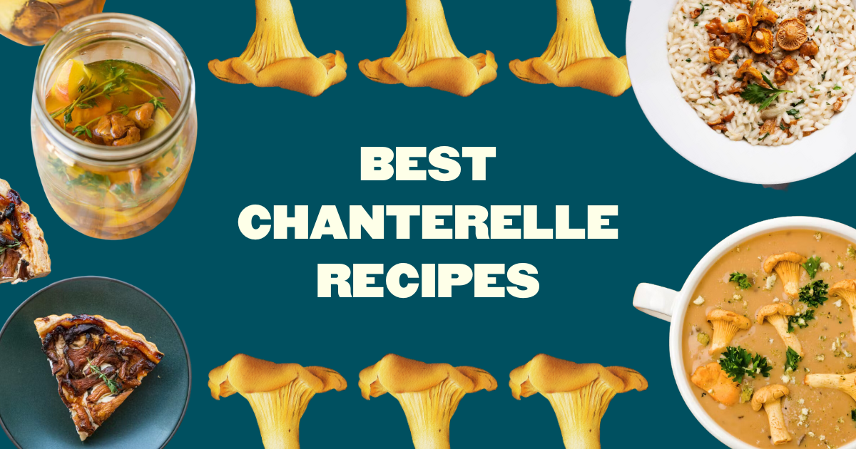 7 Best Chanterelle Mushroom Recipes