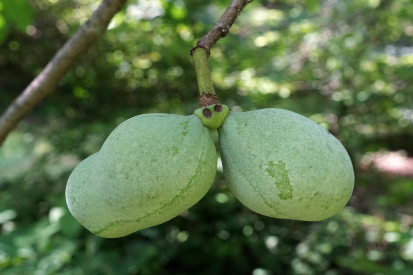 Discover the Best Paw Paw Recipes: A Guide to This Unique Fruit
