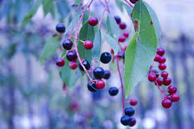 Where Do Huckleberries Grow? Unveiling Their Secret Hideouts