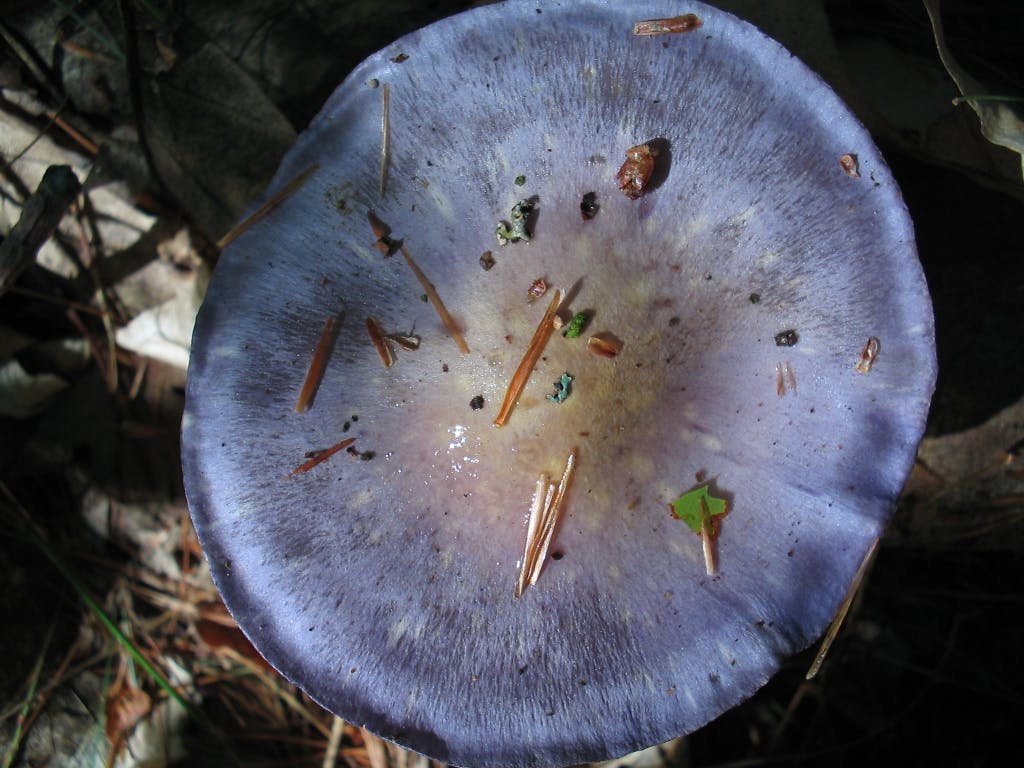What Are Indigo Milk Cap Mushrooms? An Introduction to this Fungi