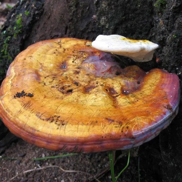 Reishi mushroom growing from a tree trunk