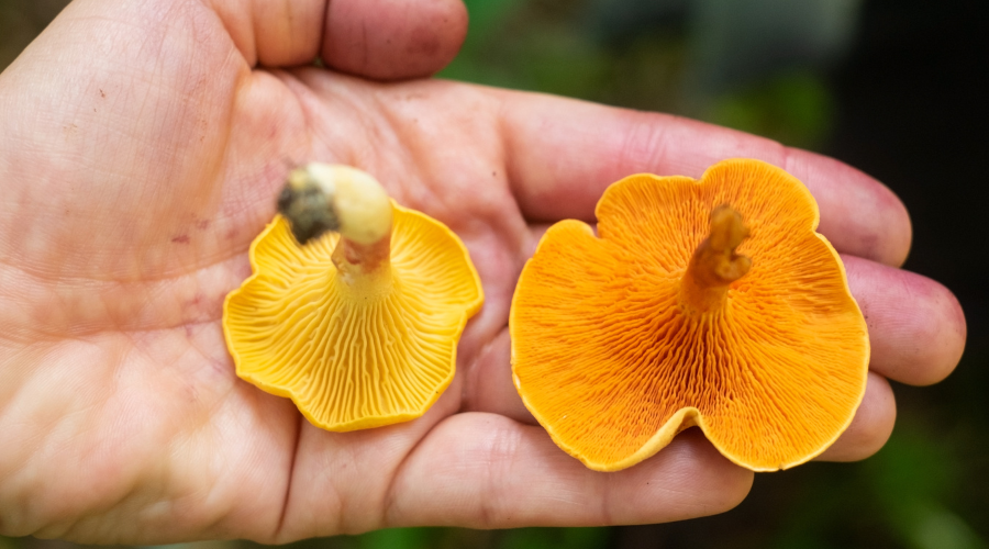 false chanterelle mushroom comparison 