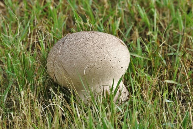 Where to Buy Giant Puffball Mushrooms: Finding Them Near You
