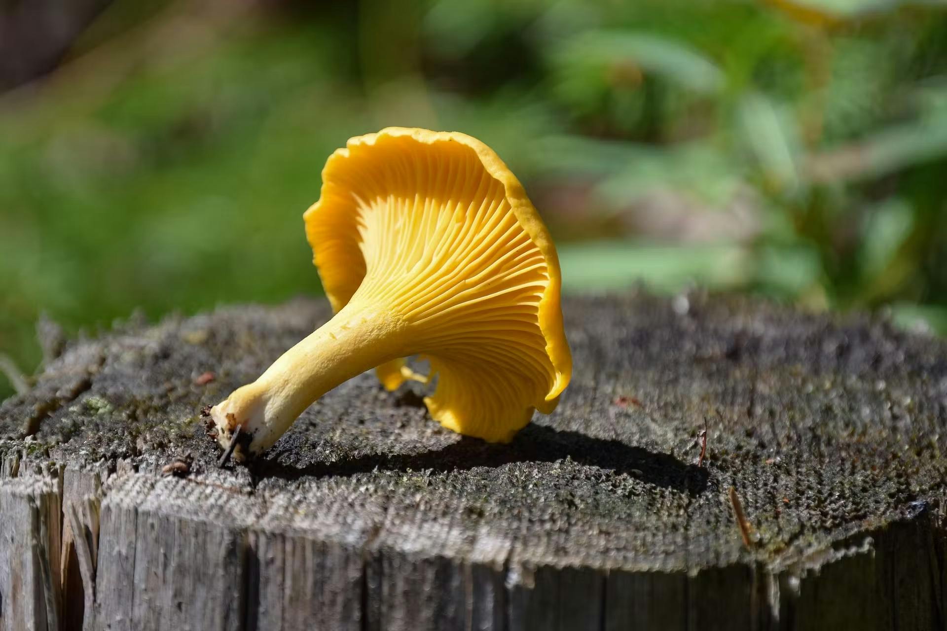 The Rich and Delicate Flavor of Chanterelle Mushrooms