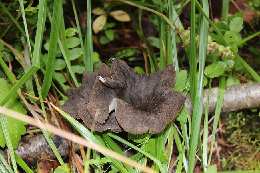 How To Prepare Dried Black Trumpet Mushrooms For Cooking